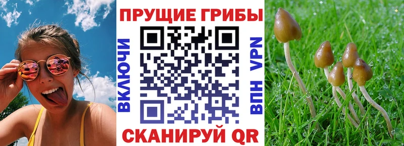Псилоцибиновые грибы Magic Shrooms  Гаврилов-Ям 